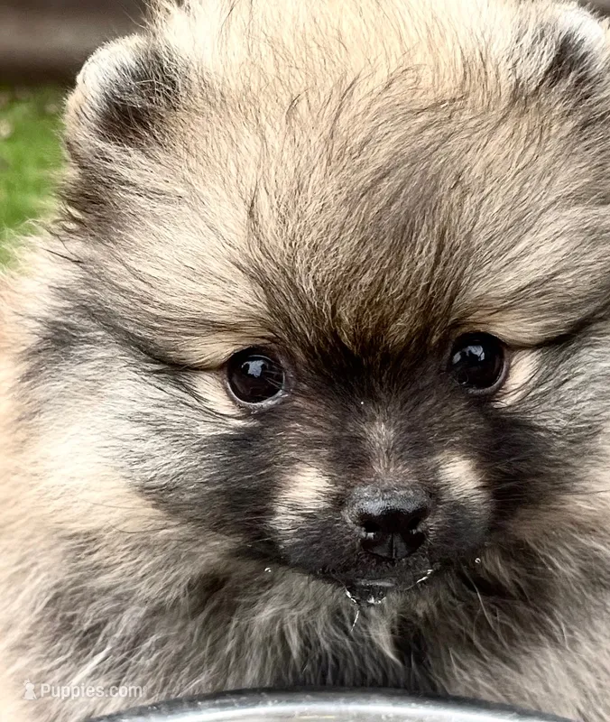 Rusty – Pomeranian puppy for sale in Lisle, IL