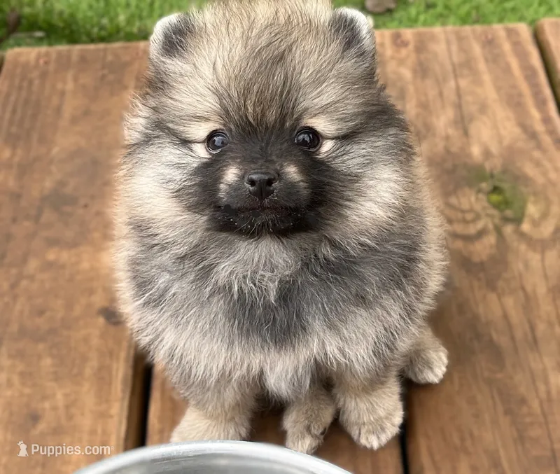 Rusty – Pomeranian puppy for sale in Lisle, IL