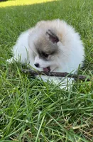  🐾Lil Beau Bleu🐾 ON HOLD, a male Pomeranian for sale in Lisle, IL – 2 of 8