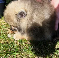 Rusty (Found his new 4EVER Home), a male Pomeranian for sale in Lisle, IL – 4 of 10