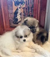  🐾Lil Beau Bleu🐾 with new 4EVER family!, a male Pomeranian for sale in Lisle, IL – 9 of 10
