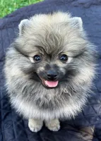 Rusty (Found his new 4EVER Home), a male Pomeranian for sale in Lisle, IL – 2 of 10