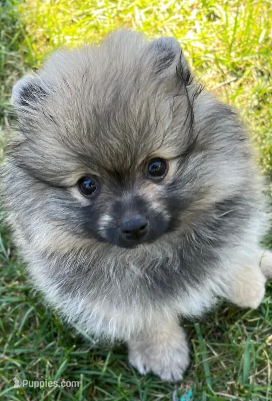 Rusty – Pomeranian puppy for sale in Lisle, IL