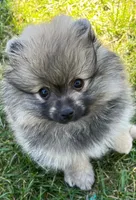 Rusty (Found his new 4EVER Home), a male Pomeranian for sale in Lisle, IL – 5 of 10