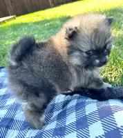 Rusty, a male Pomeranian for sale in Lisle, IL – 4 of 10