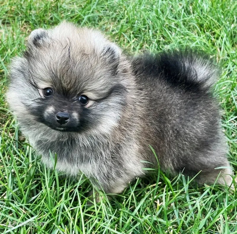 Rusty – Pomeranian puppy for sale in Lisle, IL