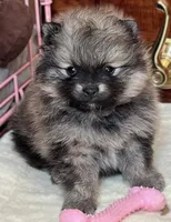 Rusty, a male Pomeranian for sale in Lisle, IL – 3 of 10