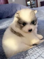  🐾Lil Beau Bleu🐾, a male Pomeranian for sale in Lisle, IL – 5 of 10
