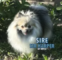 Rusty, a male Pomeranian for sale in Lisle, IL – 8 of 10