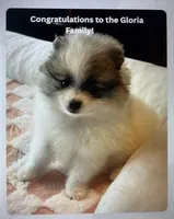  🐾Lil Beau Bleu🐾 with new 4EVER family!, a male Pomeranian for sale in Lisle, IL – 1 of 10