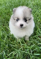  🐾Lil Beau Bleu🐾, a male Pomeranian for sale in Lisle, IL – 4 of 10
