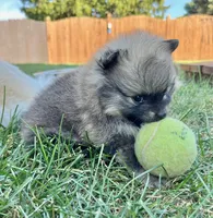 Rusty, a male Pomeranian for sale in Lisle, IL – 5 of 10