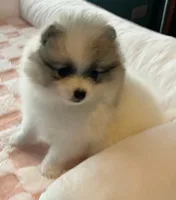  🐾Lil Beau Bleu🐾, a male Pomeranian for sale in Lisle, IL – 6 of 10