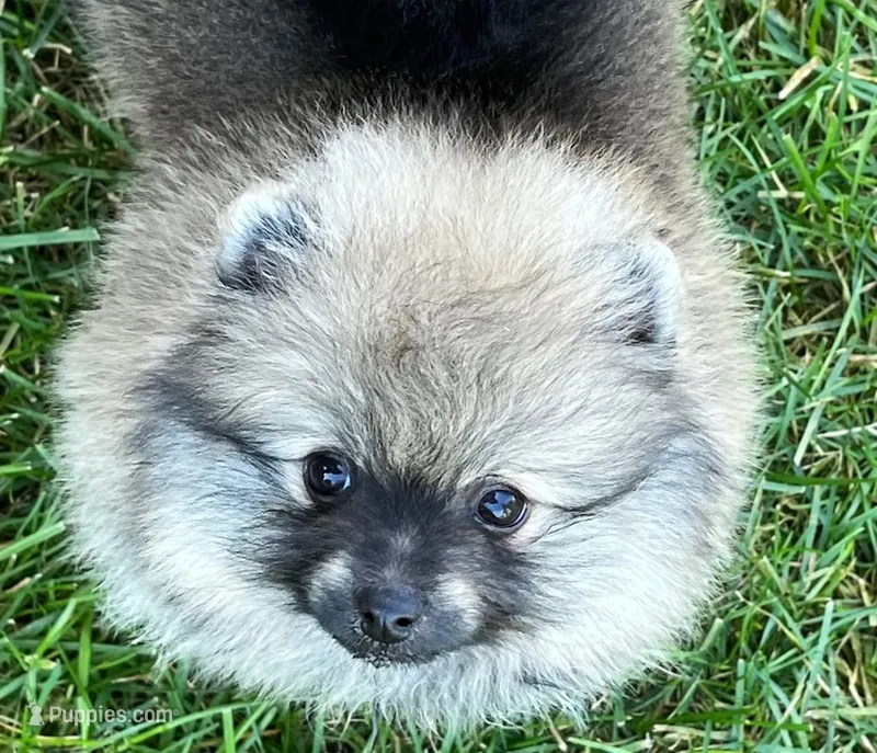 Rusty – Pomeranian puppy for sale in Lisle, IL