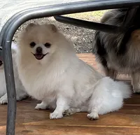  🐾Lil Beau Bleu🐾, a male Pomeranian for sale in Lisle, IL – 9 of 10