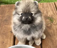 Rusty (Found his new 4EVER Home), a male Pomeranian for sale in Lisle, IL – 8 of 10