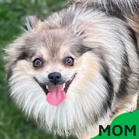 Rusty, a male Pomeranian for sale in Lisle, IL – 10 of 10