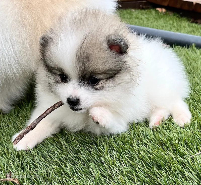  🐾Lil Beau Bleu🐾 – Pomeranian puppy for sale in Lisle, IL