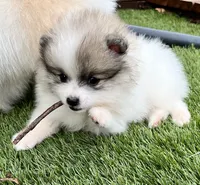  🐾Lil Beau Bleu🐾 ON HOLD, a male Pomeranian for sale in Lisle, IL – 4 of 8