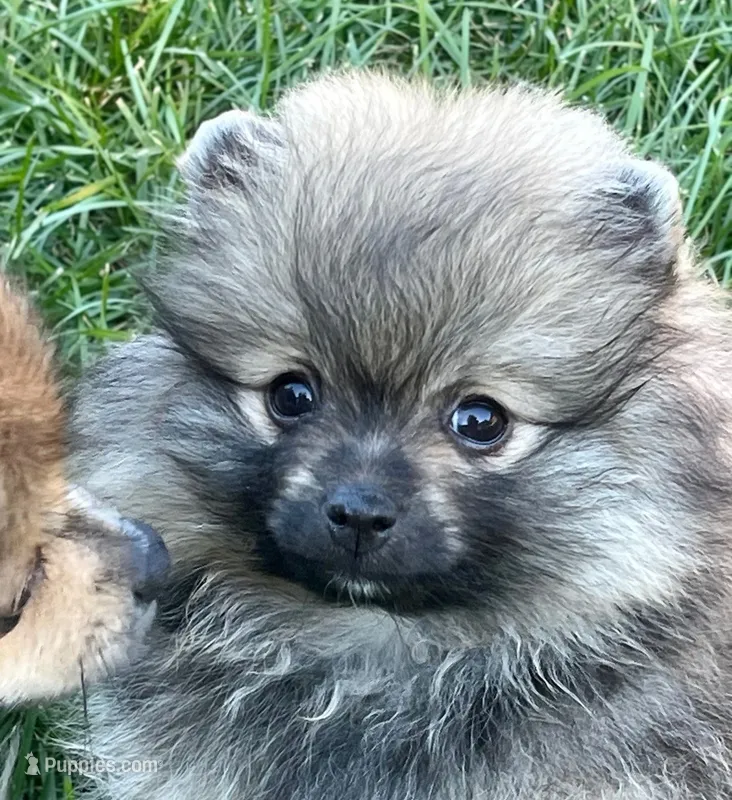 Rusty – Pomeranian puppy for sale in Lisle, IL