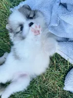  🐾Lil Beau Bleu🐾, a male Pomeranian for sale in Lisle, IL – 3 of 10