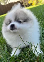  🐾Lil Beau Bleu🐾 ON HOLD, a male Pomeranian for sale in Lisle, IL – 6 of 8