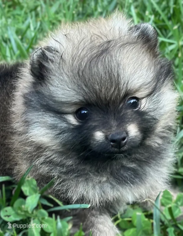 Rusty – Pomeranian puppy for sale in Lisle, IL
