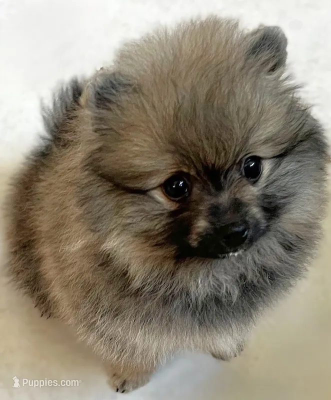 Rusty – Pomeranian puppy for sale in Lisle, IL