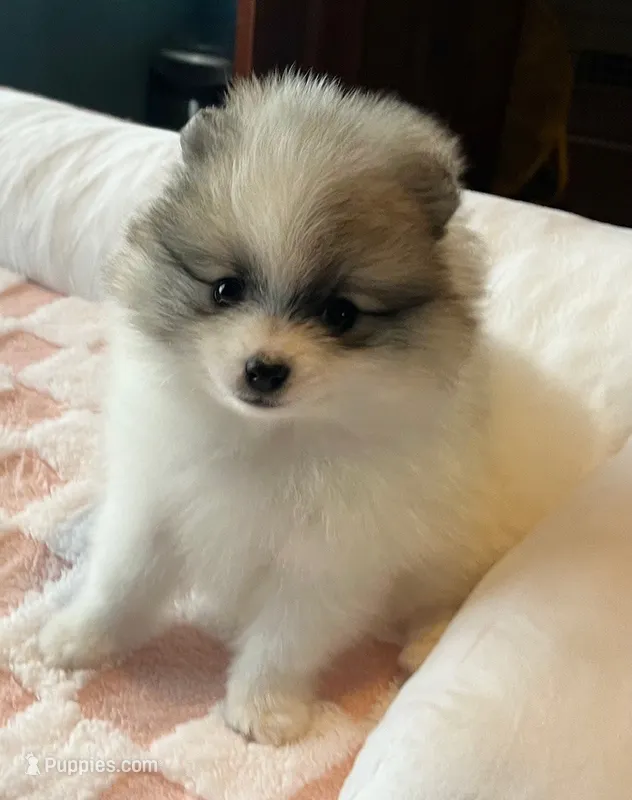  🐾Lil Beau Bleu🐾 – Pomeranian puppy for sale in Lisle, IL