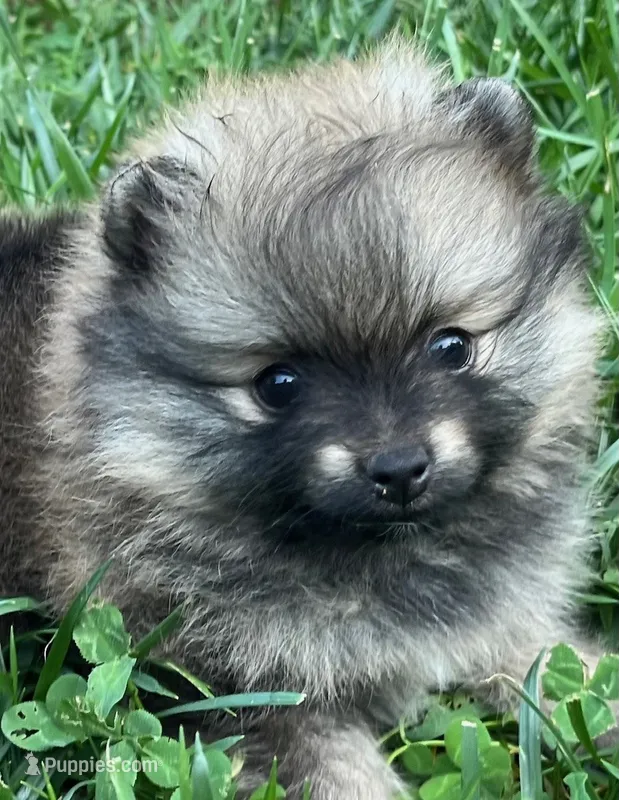 Rusty – Pomeranian puppy for sale in Lisle, IL