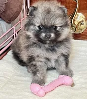 Rusty, a male Pomeranian for sale in Lisle, IL – 6 of 10