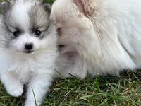  🐾Lil Beau Bleu🐾 ON HOLD, a male Pomeranian for sale in Lisle, IL – 5 of 8