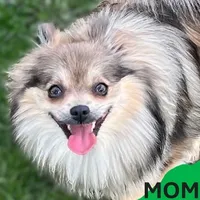 Rusty (Found his new 4EVER Home), a male Pomeranian for sale in Lisle, IL – 10 of 10