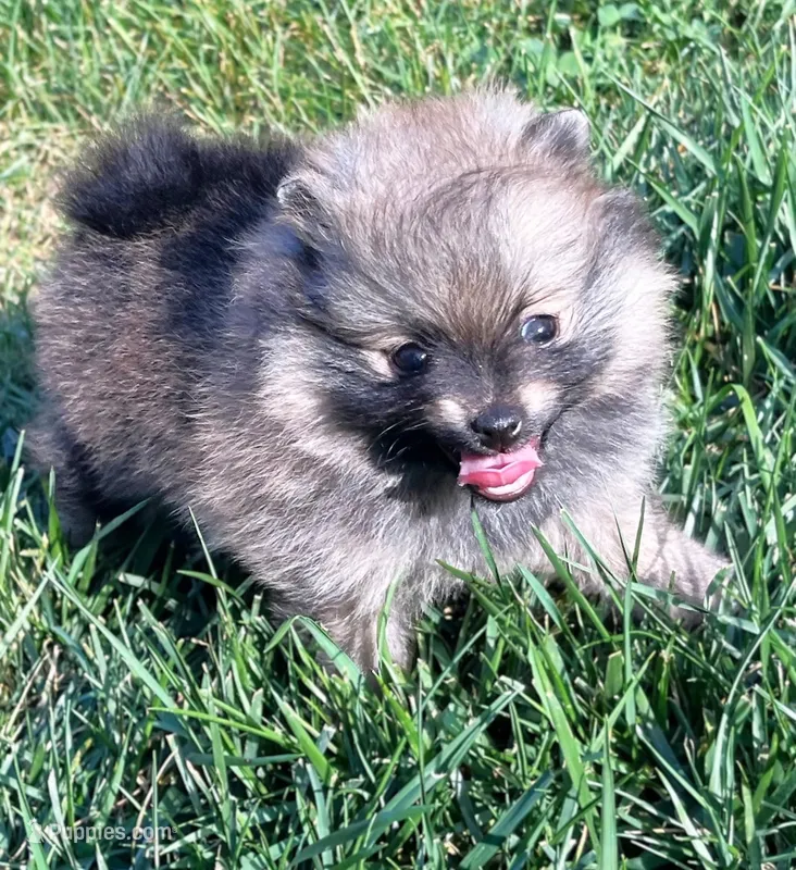 Rusty – Pomeranian puppy for sale in Lisle, IL