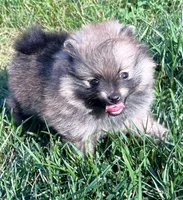 Rusty, a male Pomeranian for sale in Lisle, IL – 1 of 10