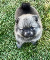 Rusty, a male Pomeranian for sale in Lisle, IL – 2 of 10