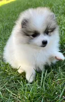  🐾Lil Beau Bleu🐾 ON HOLD, a male Pomeranian for sale in Lisle, IL – 3 of 8
