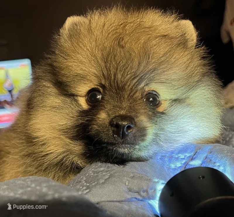 Rusty – Pomeranian puppy for sale in Lisle, IL