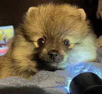 Rusty (Found his new 4EVER Home), a male Pomeranian for sale in Lisle, IL – 7 of 10