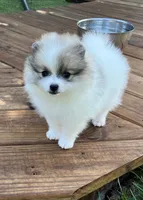  🐾Lil Beau Bleu🐾 ON HOLD, a male Pomeranian for sale in Lisle, IL – 1 of 8