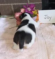 Joy, a female Wire Fox Terrier for sale in Bloomfield, IA – 1 of 6