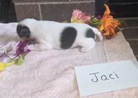 Jaci, a female Wire Fox Terrier for sale in Bloomfield, IA – 2 of 5