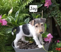 Joy, a female Wire Fox Terrier for sale in Bloomfield, IA – 8 of 10