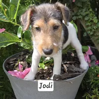 Jodi, a female Wire Fox Terrier for sale in Bloomfield, IA – 6 of 10