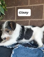 Ginny, a female Wire Fox Terrier for sale in Bloomfield, IA – Photo 3 of 5