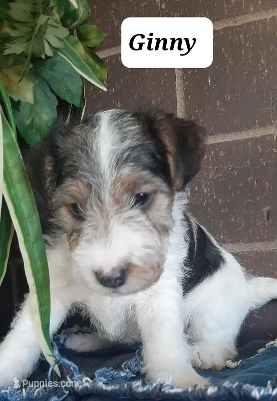 Ginny, a female Wire Fox Terrier for sale in Bloomfield, IA – Photo 1 of 5