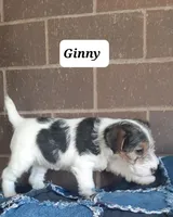 Ginny, a female Wire Fox Terrier for sale in Bloomfield, IA – Photo 2 of 5