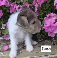 June, a female Wire Fox Terrier for sale in Bloomfield, IA – 10 of 10