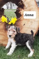 Anna, a female Wire Fox Terrier for sale in Bloomfield, IA – Photo 2 of 4
