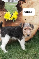 Anna, a female Wire Fox Terrier for sale in Bloomfield, IA – Photo 4 of 4